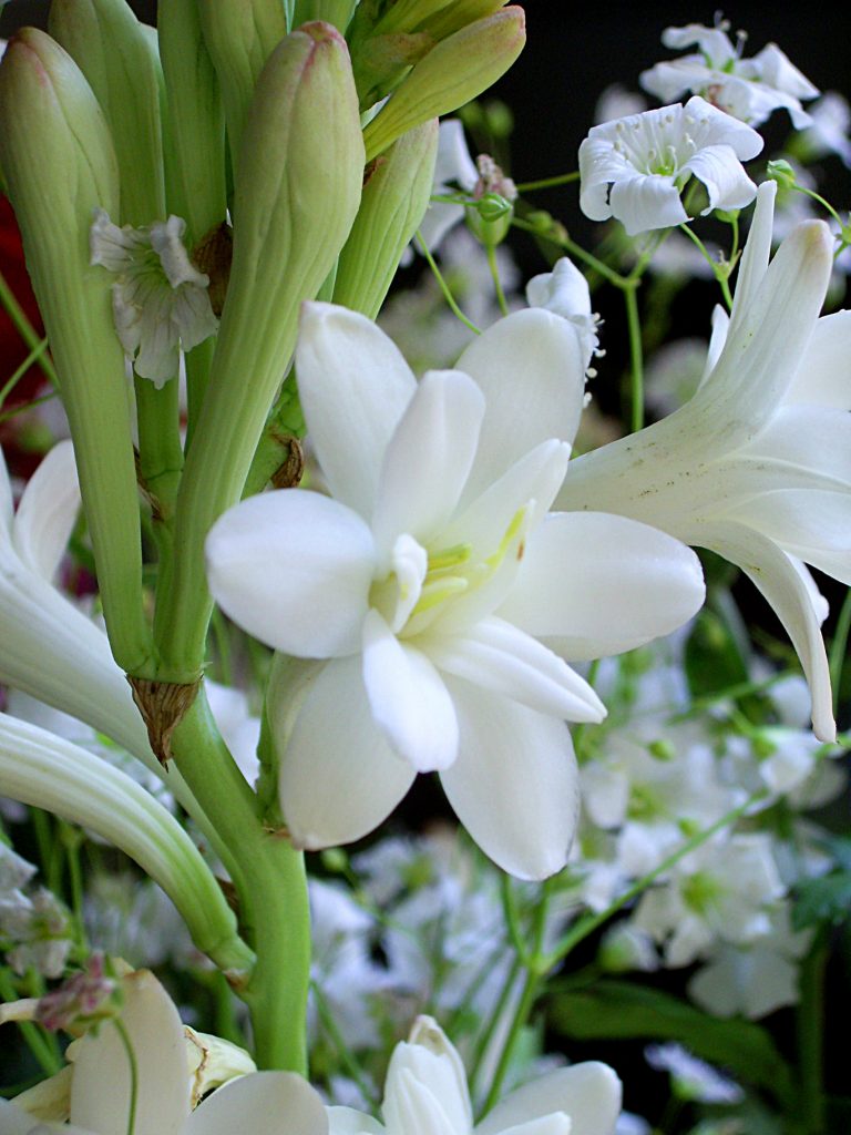 Beautiful Flowers in Vietnam- Tuberose (Hoa Hue)