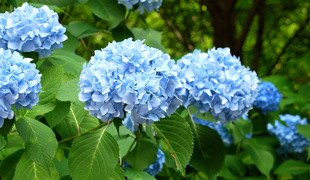 Beautiful Flowers in Vietnam- Hydrangea