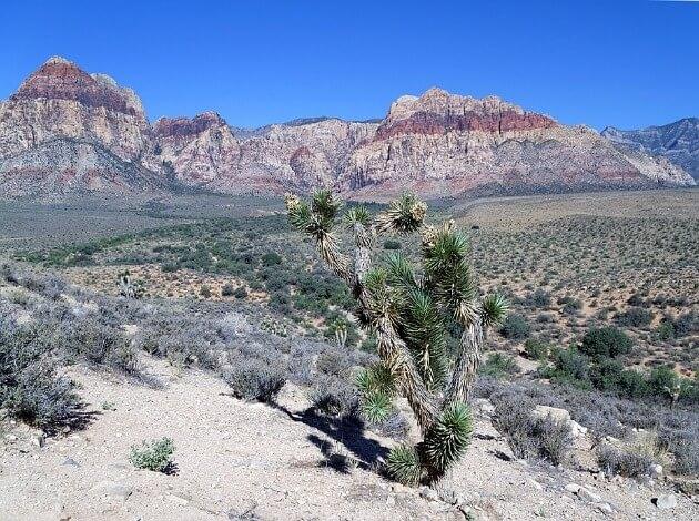 Mojave Desert, Nevada, USA