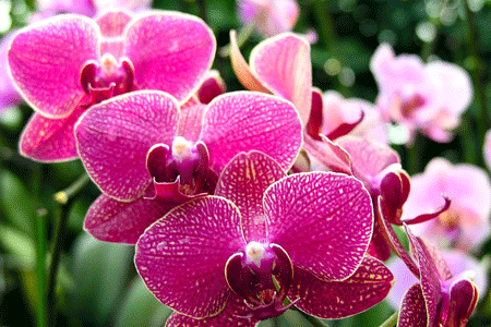 Beautiful Flowers in Vietnam- Orchid (Hoa Lan)