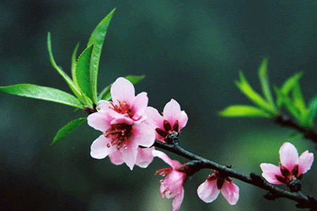 Beautiful Flowers in Vietnam- Peach Flower (Hoa Dao)