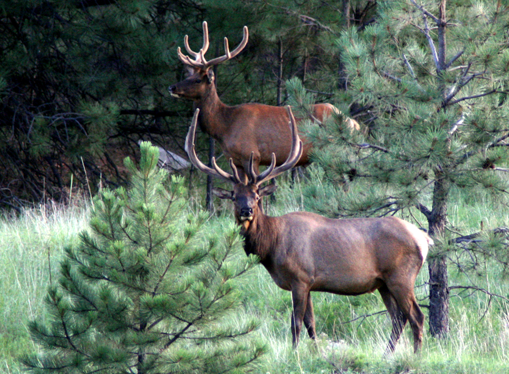 Elk Spotting